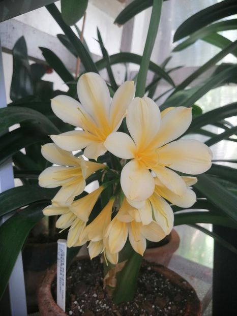  - CLIVIA
