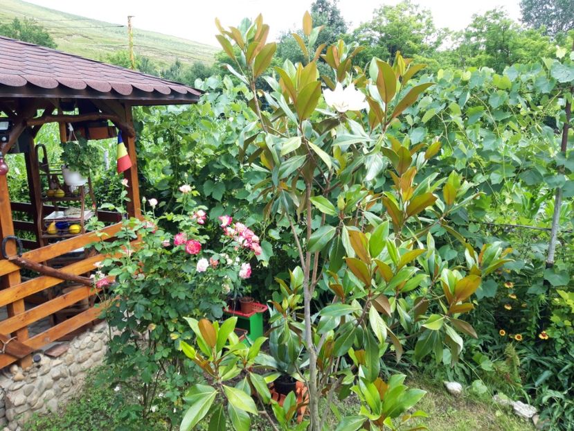  - magnoliile mele