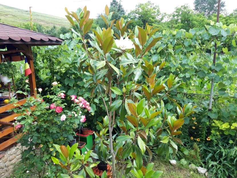  - magnoliile mele