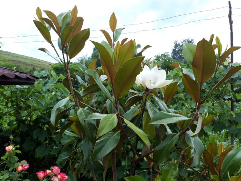  - magnoliile mele
