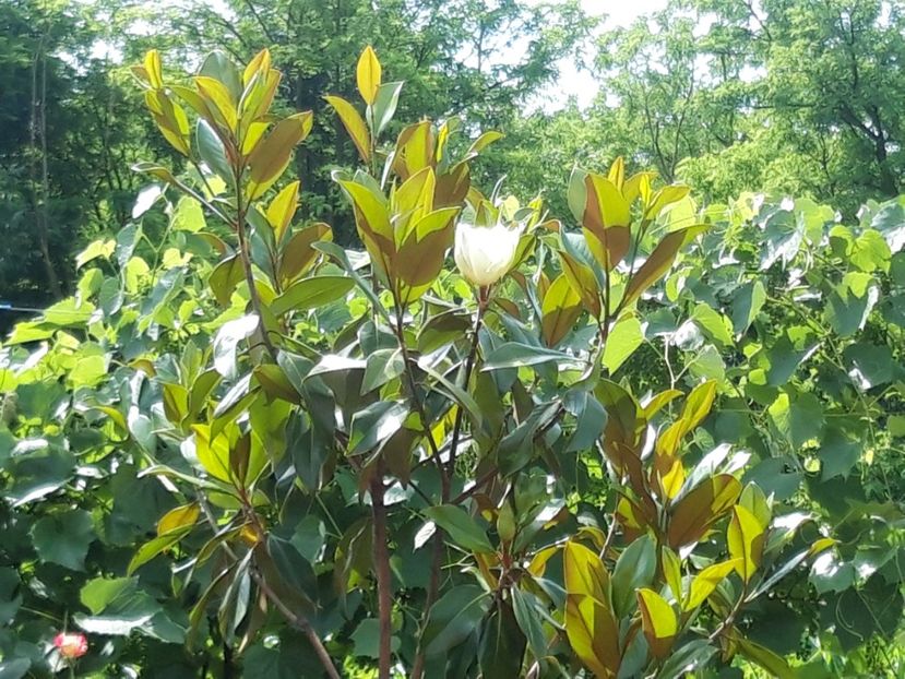  - magnoliile mele
