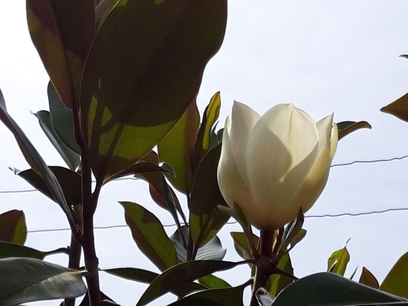  - magnoliile mele