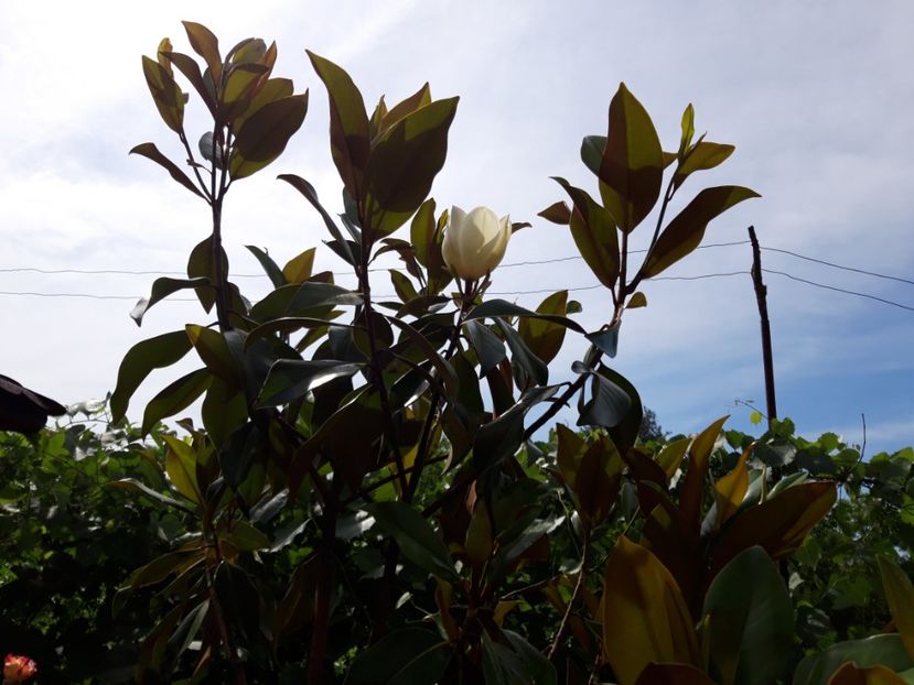  - magnoliile mele