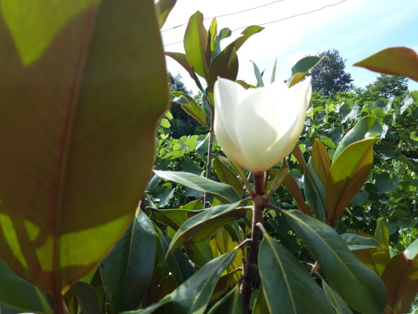  - magnoliile mele