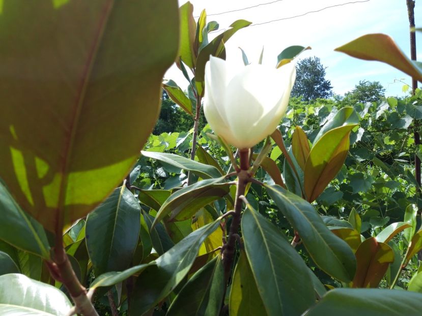  - magnoliile mele