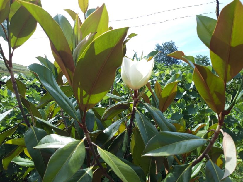  - magnoliile mele