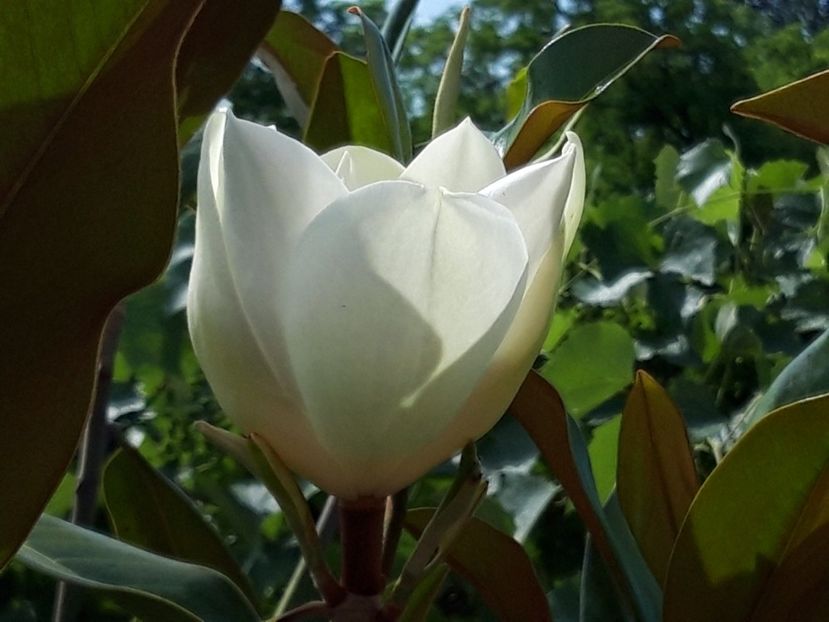  - magnoliile mele
