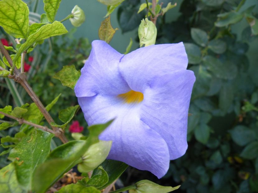 thunbergia erecta - 2021
