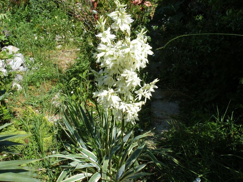 yucca variegata - 2021