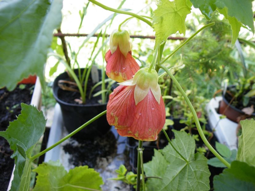 abutilon somon - 2021