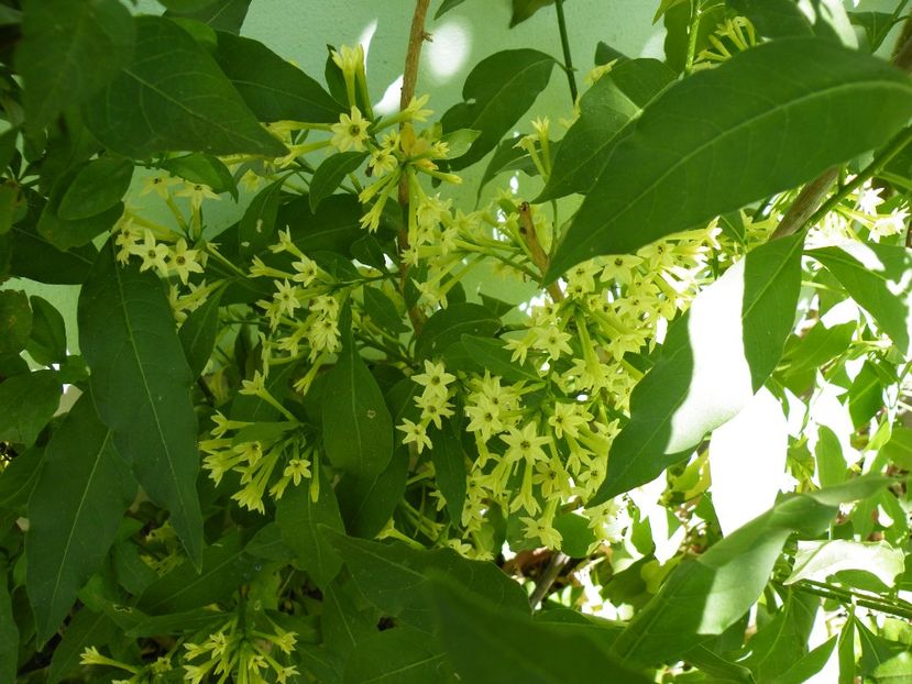 cestrum poepigii - 2021