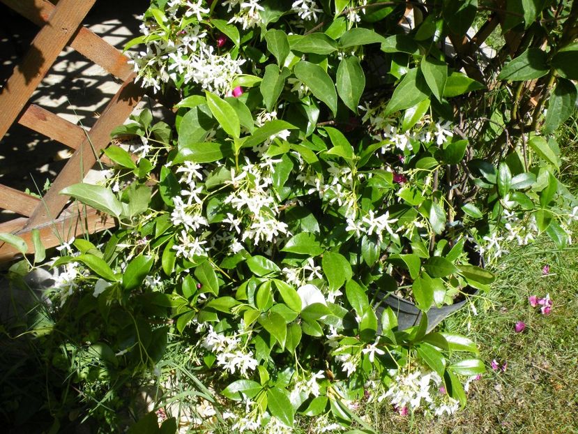 trachelospermum /parfum sublim - 2021