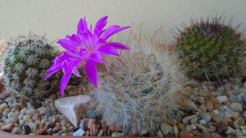 Mammillaria guelzowiana - Cactusi 2021