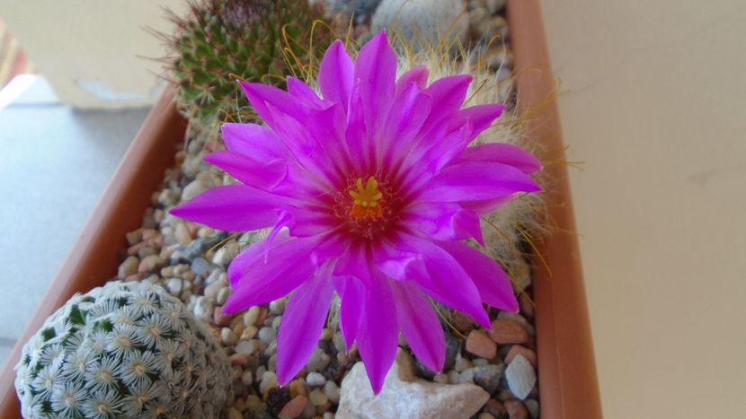 Mammillaria guelzowiana - Cactusi 2021