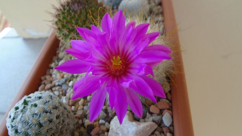Mammillaria guelzowiana - Cactusi 2021