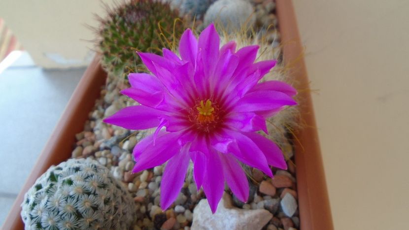 Mammillaria guelzowiana - Cactusi 2021