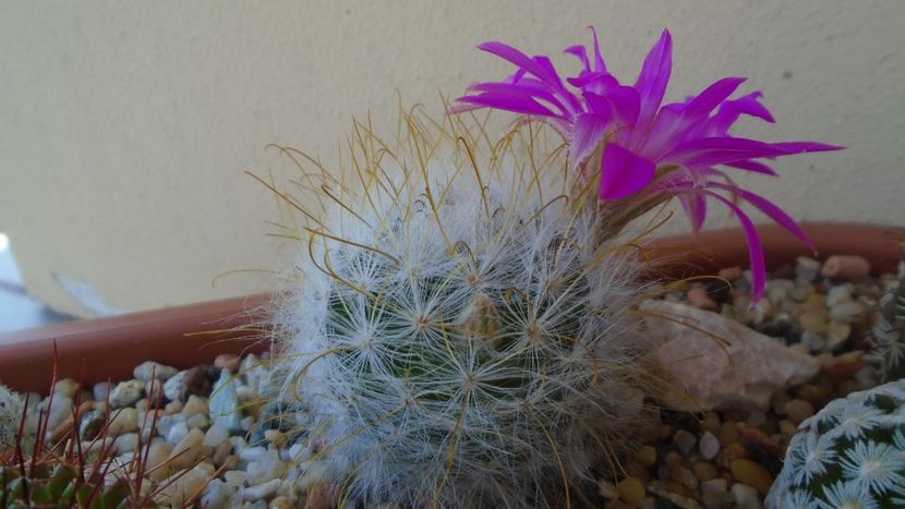 Mammillaria guelzowiana - Cactusi 2021