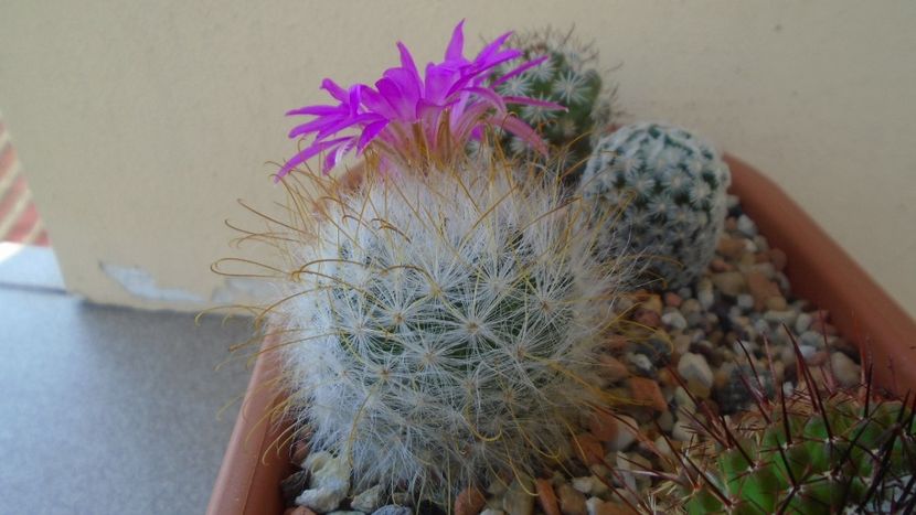 Mammillaria guelzowiana - Cactusi 2021