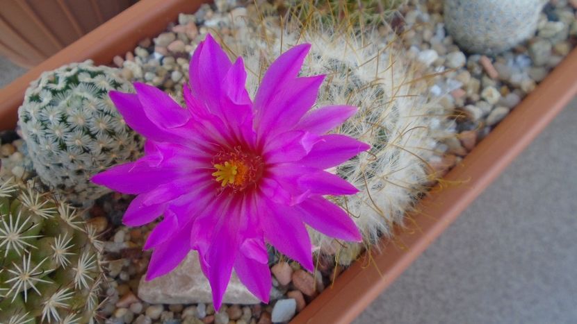 Mammillaria guelzowiana - Cactusi 2021