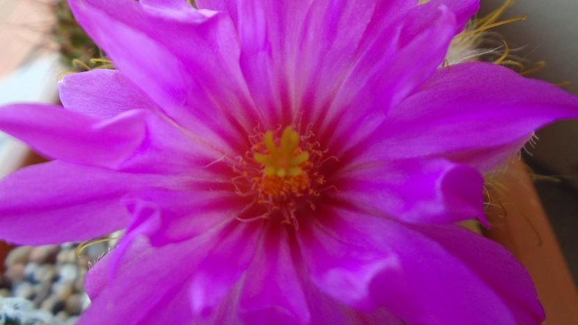 Mammillaria guelzowiana - Cactusi 2021