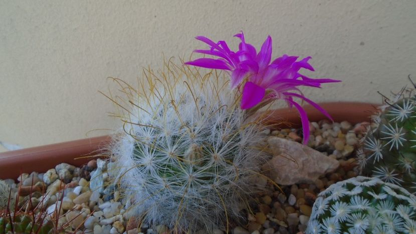 Mammillaria guelzowiana - Cactusi 2021