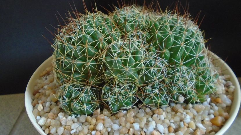 Dolichothele (Mammillaria) decipiens - Cactusi 2021