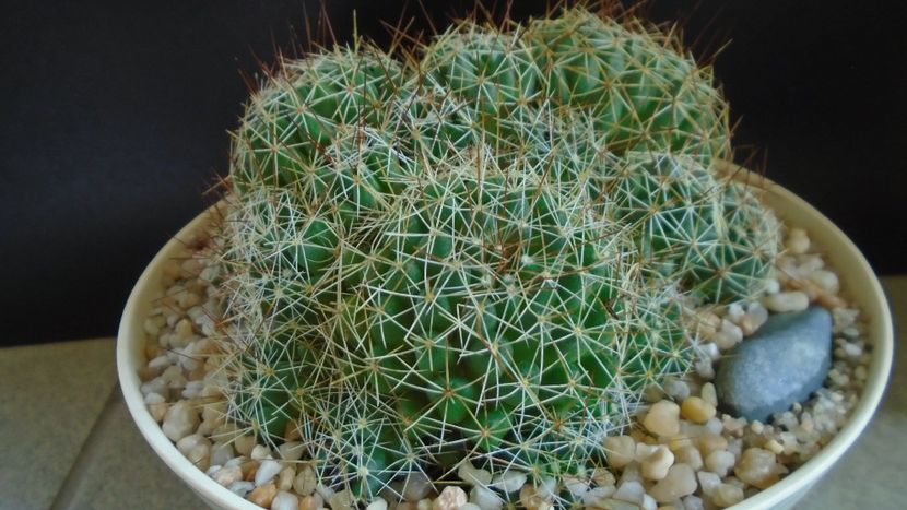 Dolichothele (Mammillaria) decipiens - Cactusi 2021