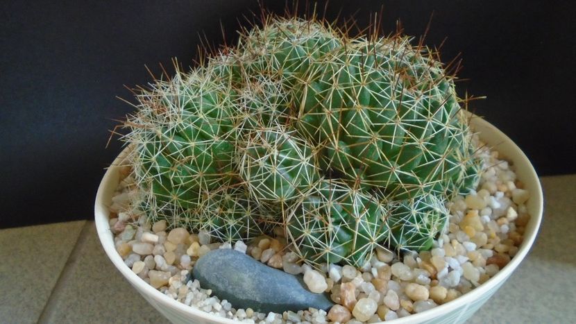 Dolichothele (Mammillaria) decipiens - Cactusi 2021