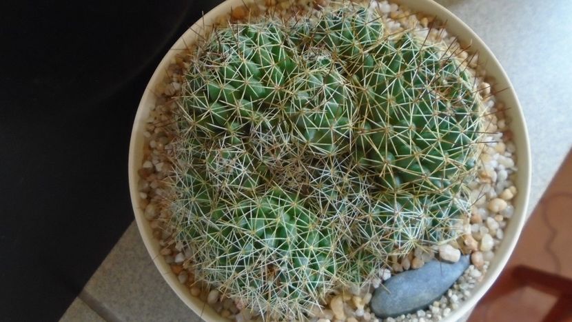 Dolichothele (Mammillaria) decipiens - Cactusi 2021