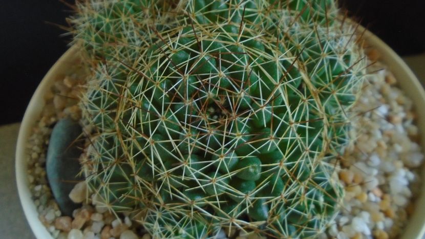 Dolichothele (Mammillaria) decipiens - Cactusi 2021