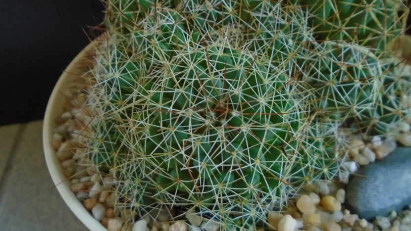 Dolichothele (Mammillaria) decipiens - Cactusi 2021