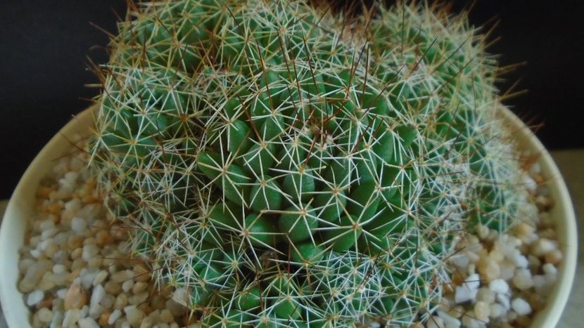 Dolichothele (Mammillaria) decipiens - Cactusi 2021
