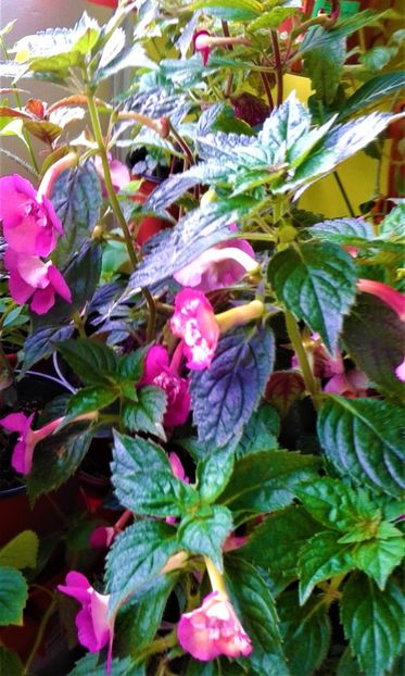  - colectia mea de achimenes 2021