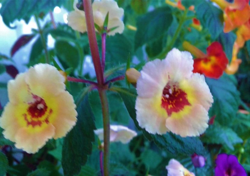 20210702_075657 - Copy - colectia mea de achimenes 2021