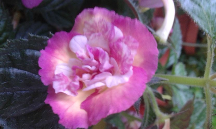  - colectia mea de achimenes 2021