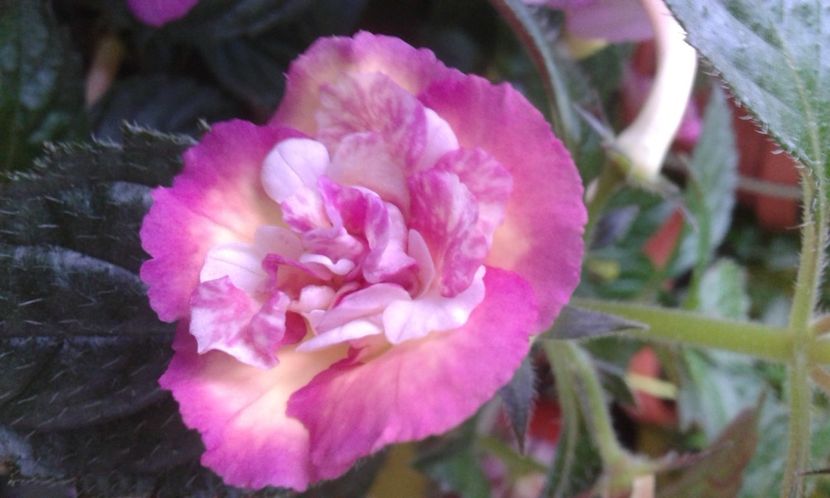  - colectia mea de achimenes 2021