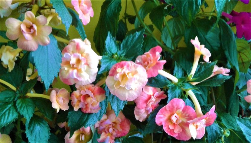  - colectia mea de achimenes 2021