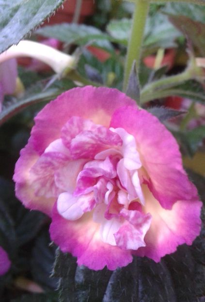  - colectia mea de achimenes 2021