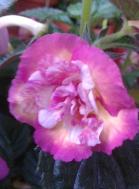  - colectia mea de achimenes 2021