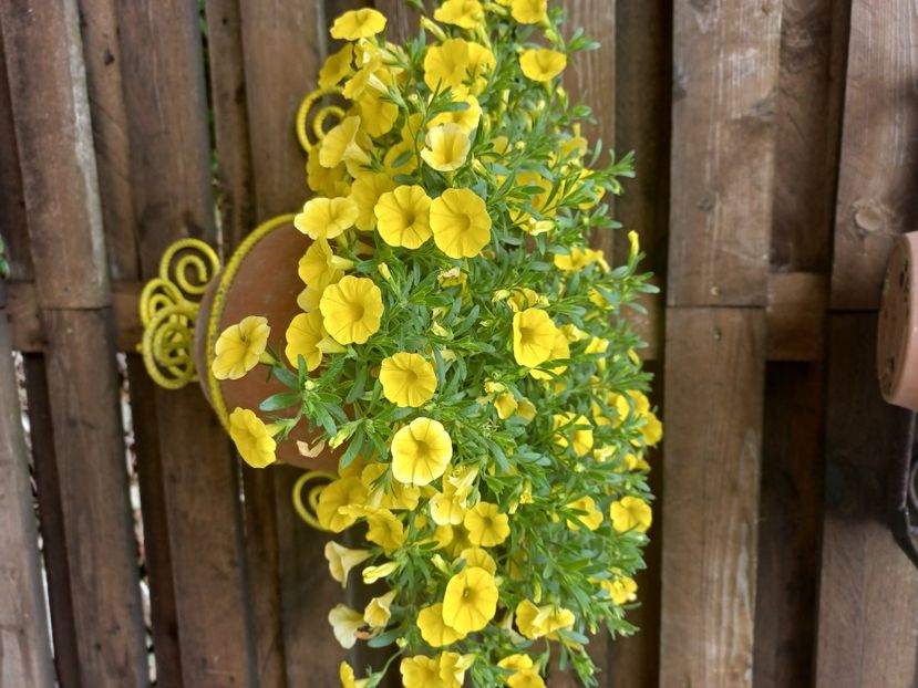  - Floricele diverse 2021