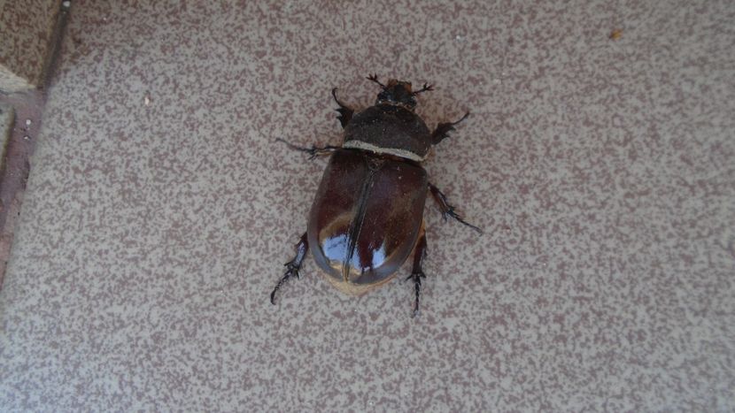 Scarabeul sacru :)) sau radasca ??? - r Vara 2020-2021-2022-2023