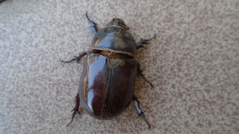 Scarabeul sacru :)) sau radasca ??? - r Vara 2020-2021-2022-2023