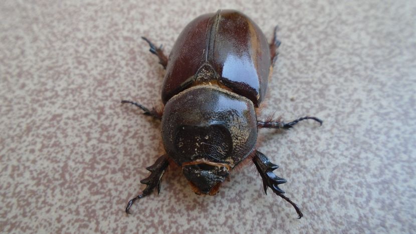 Scarabeul sacru :)) sau radasca ??? - r Vara 2020-2021-2022-2023