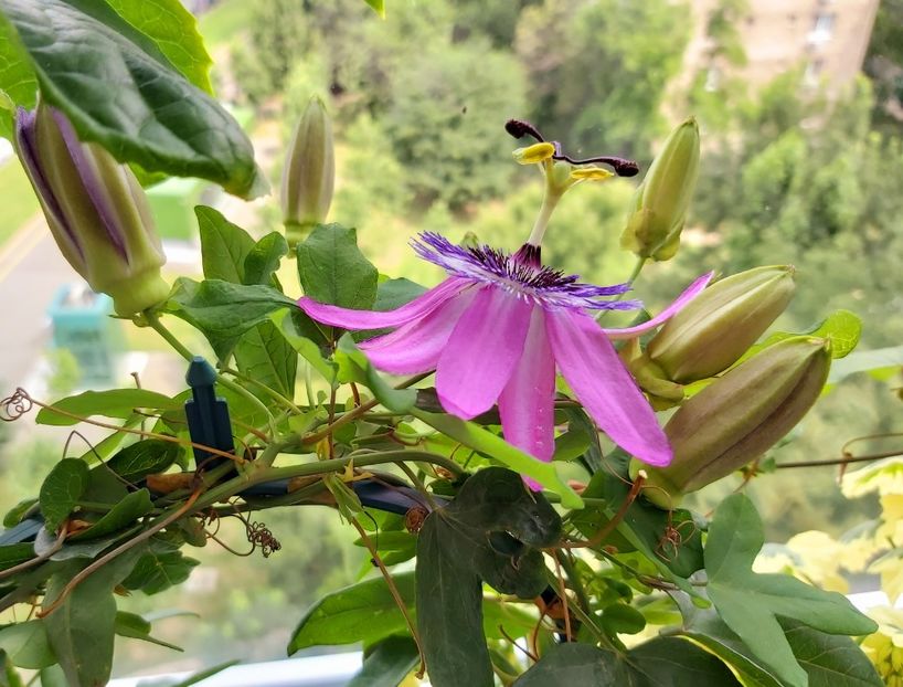 a doua floare 02.07 - Passiflora 2021