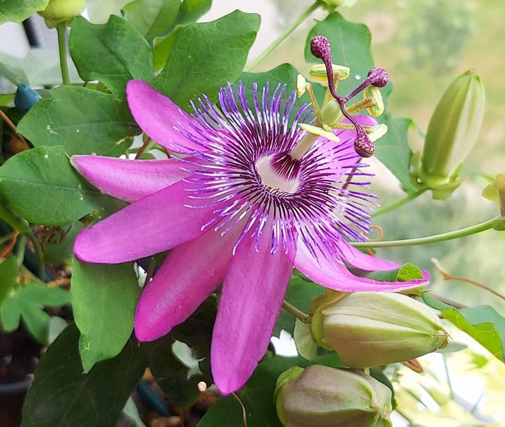  - Passiflora 2021