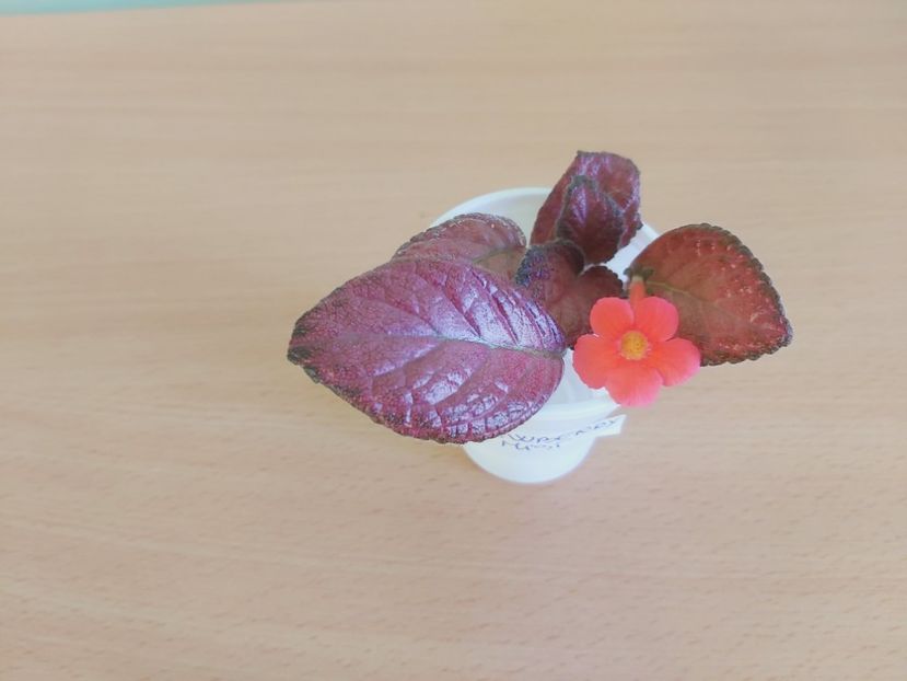 01.07. Strawberry Mist - Episcii 2021