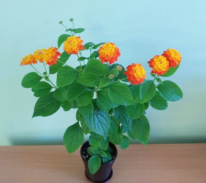 01.07 - Lantana 2021