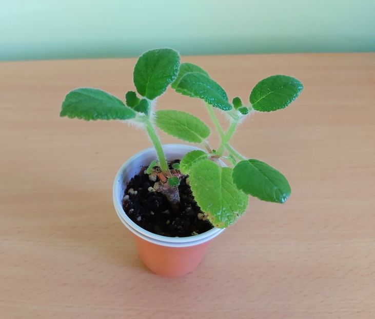 01.07 Bulatta - Sinningii 2021