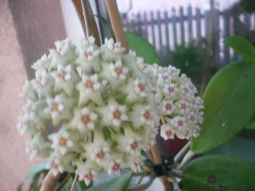 P1490063 - HOYA 2021-1