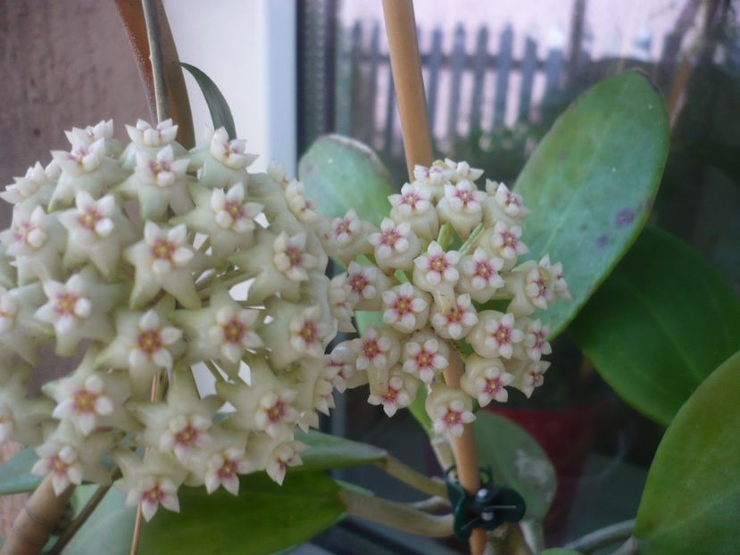 P1490064 - HOYA 2021-1